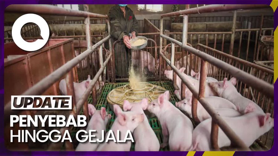 Ini Beda Demam Babi Afrika dan Flu Babi