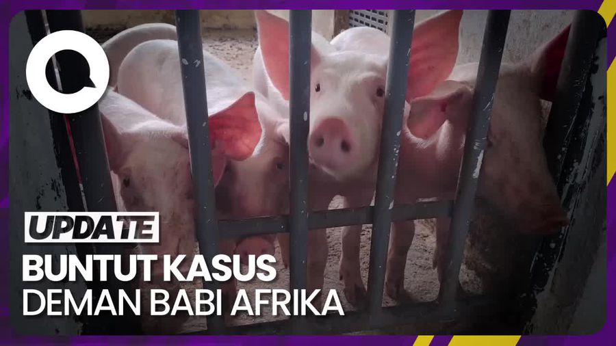 Masyarakat RI Diimbau Hati-hati Pilih Daging Babi