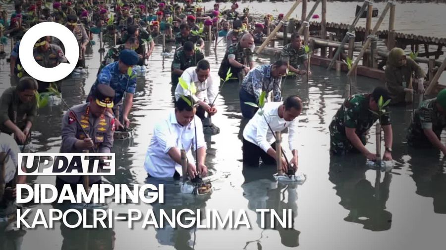 Momen Jokowi-Prabowo Nyemplung Tanam Mangrove di Jakut