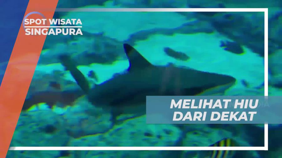 Melihat Dari Dekat Hiu di Dalam Aquarium, Singapura