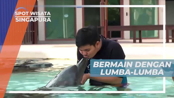 Momen Unik Dicium Lumba-lumba di Dolphin Discovery Singapura