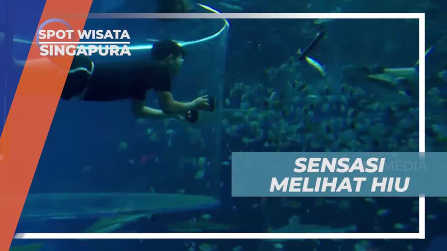 Suasana Tegang Saat Melihat Hiu Dari Dekat, Singapura