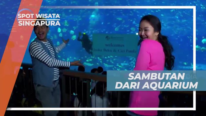 Kejutan Meriah Dari South East Asia Aquarium Singapura