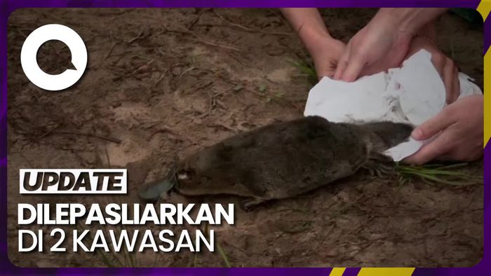 Hewan Ikonik Australia Platipus Kembali Muncul Usai 50 Tahun Hilang