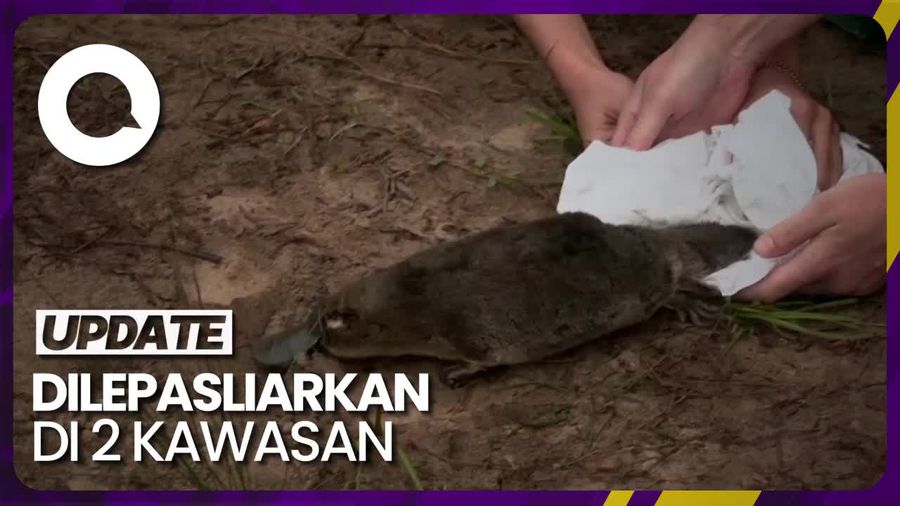 Hewan Ikonik Australia Platipus Kembali Muncul Usai 50 Tahun Hilang