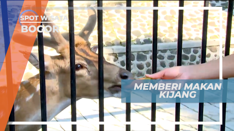 Senangnya Berinteraksi dan Memberi Makan Kijang di Istana, Bogor