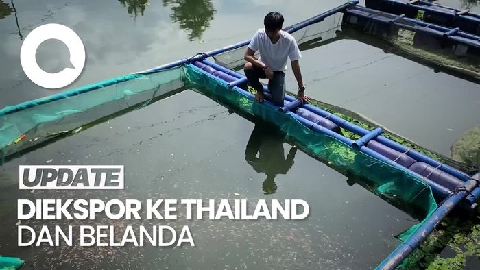 Pemuda di Bandung Budidaya Ikan Koi, Tembus Pasar Eropa!