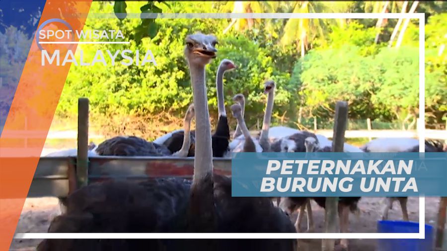 Liburan Seru, Mengunjungi Peternakan Burung Unta di Teluk Johor, Malaysia
