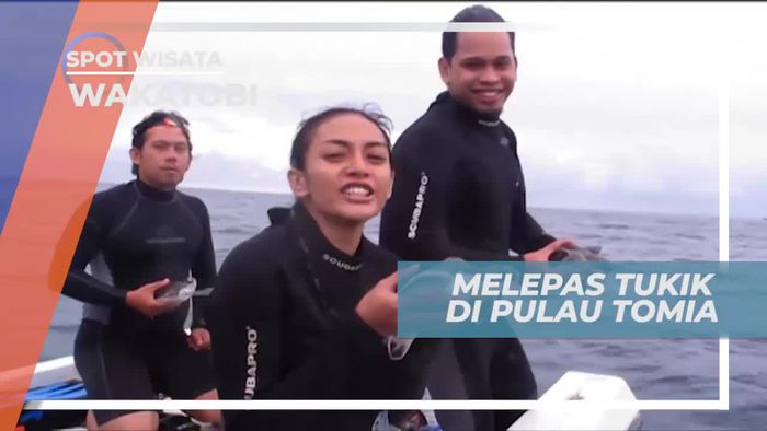Melestarikan Populasi Penyu Dengan Melepas Tukik di Pulau Tomia Wakatobi