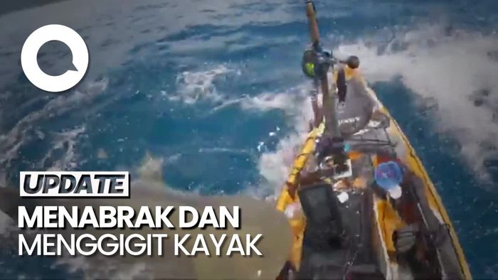 Momen Hiu Macan Serang Kayak Nelayan di Hawaii