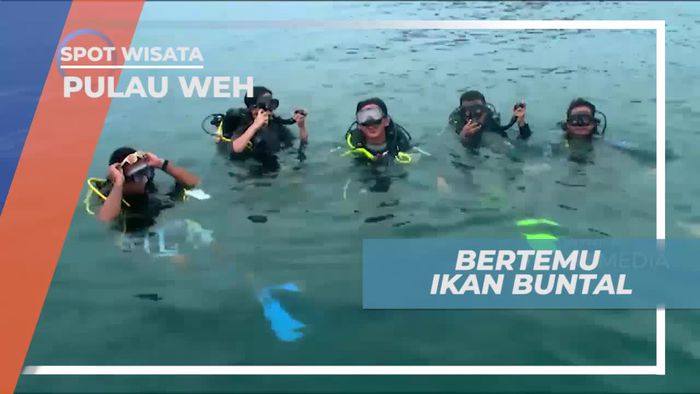 Pengalaman Unik Bertemu Ikan Buntal di Pulau Weh
