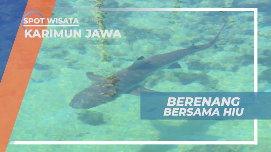 Pengalaman Seru, Sensasi Berenang Bersama Hiu, Karimun Jawa
