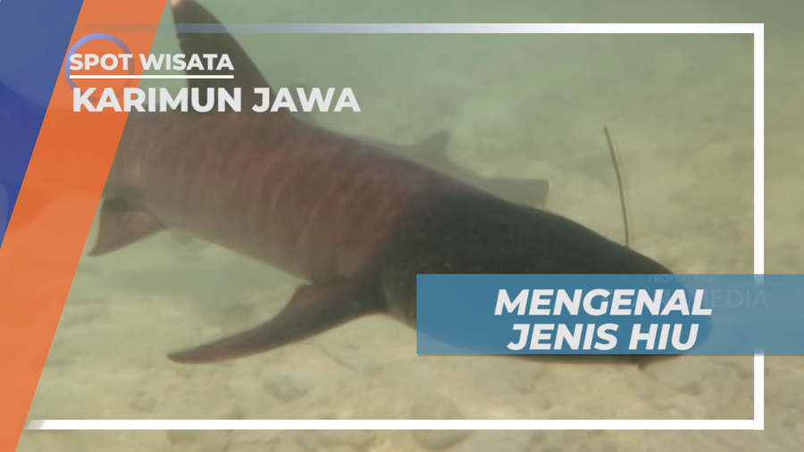 Mengenal Jenis Hiu di Tempat Budidaya Pulau Menjangan Besar, Karimun Jawa