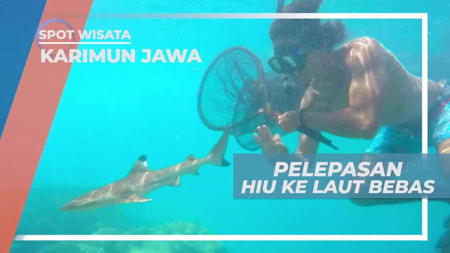 Pelepasan Hiu ke Laut Lepas Karimun Jawa