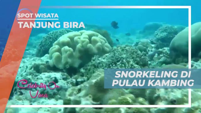 Snorkeling Menikmati Keindahan Bawah Laut Tanjung Bira