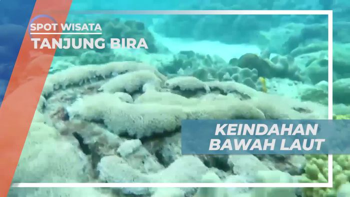 Menikmati Keindahan Aneka Biota Laut di Tanjung Bira