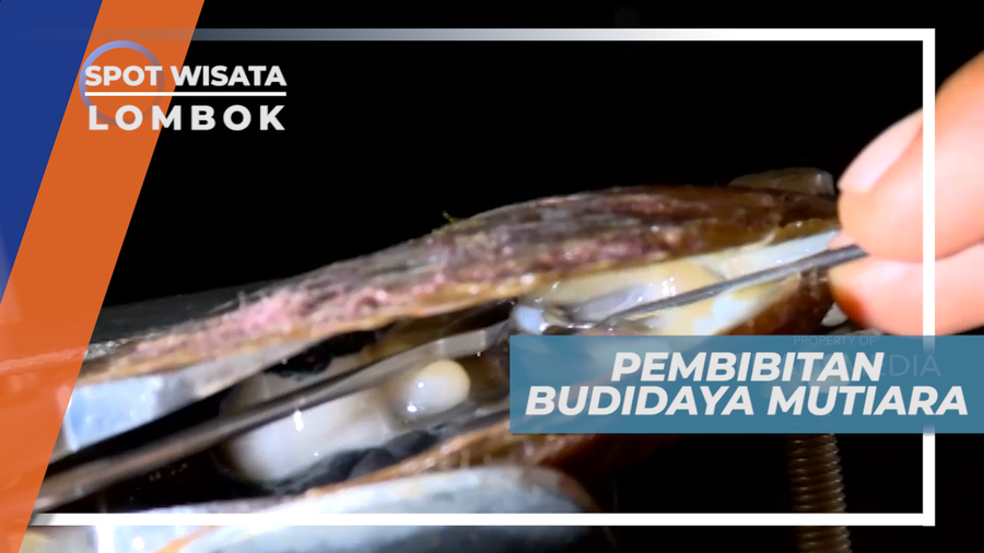 Melihat Proses Pembibitan Kerang Mutiara Berkualitas, Lombok
