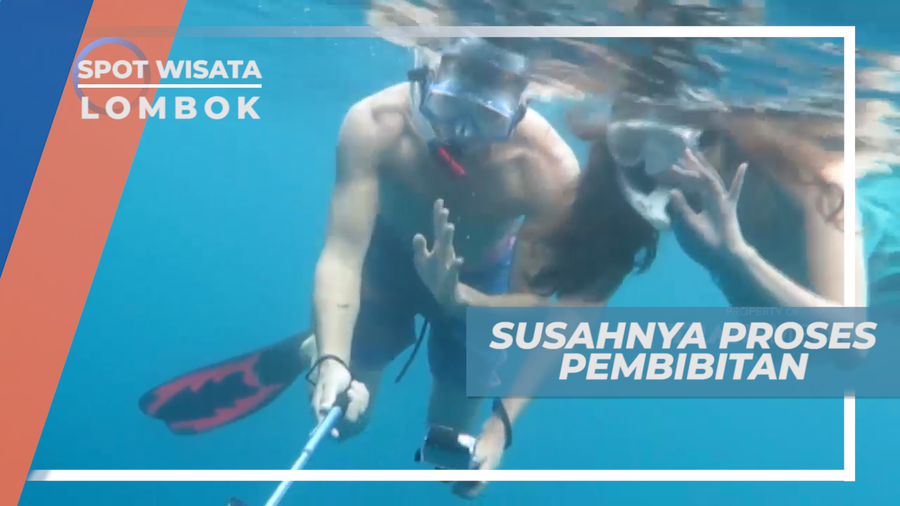 Proses Panjang Budidaya Kerang Mutiara yang Berkualiras, Lombok