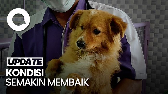 Anjing yang Diseret Pemotor Alami Trauma-Lecet di Kaki