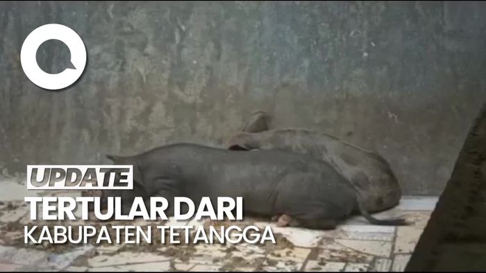 11 Ribu Babi di Luwu Utara Mati Diduga Terjangkit Virus AFS