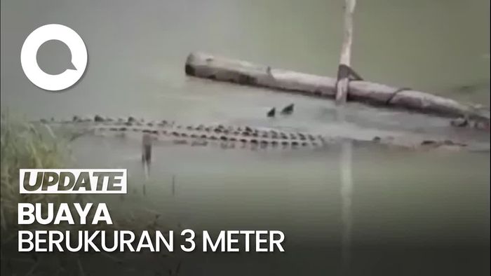 Penampakan Buaya Masuk ke Permukiman Warga di Luwu Utara
