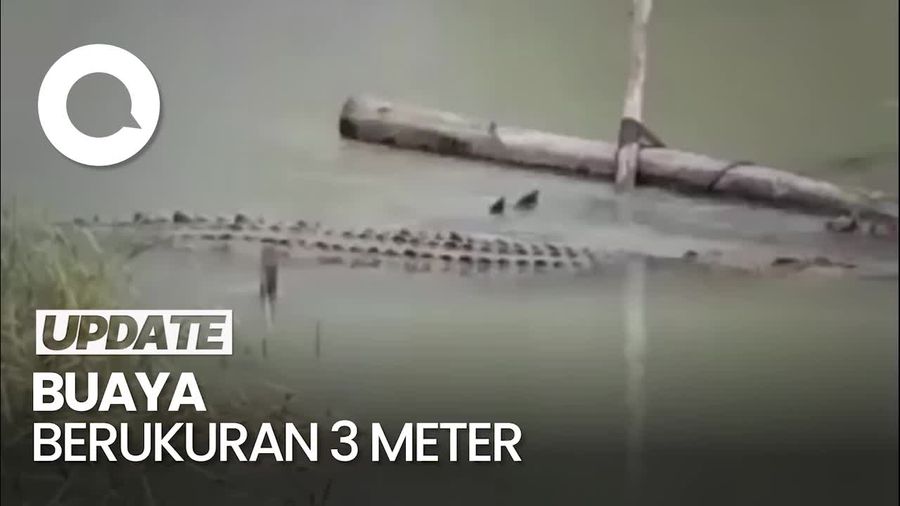 Penampakan Buaya Masuk ke Permukiman Warga di Luwu Utara