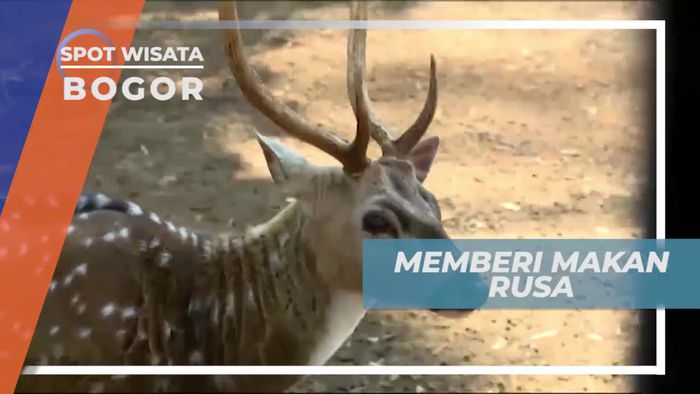 Momen Unik Memberi Makan Rusa di Kota Bogor