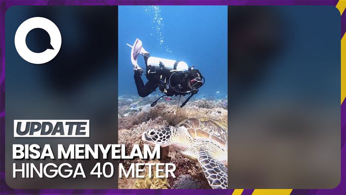 Hobi Diving, Prilly Latuconsina Kagum dengan Bawah Laut Indonesia