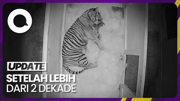 Kebun Binatang di AS Sambut Kelahiran 2 Bayi Harimau Sumatera