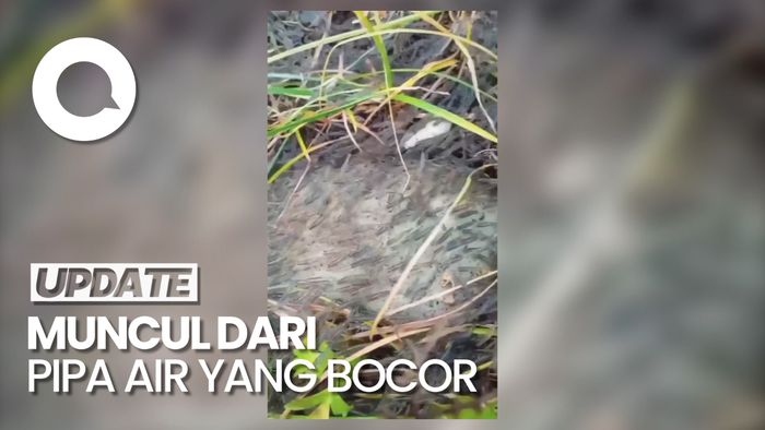 Viral Video Gerombolan Udang Serbu Permukiman Warga Gorontalo