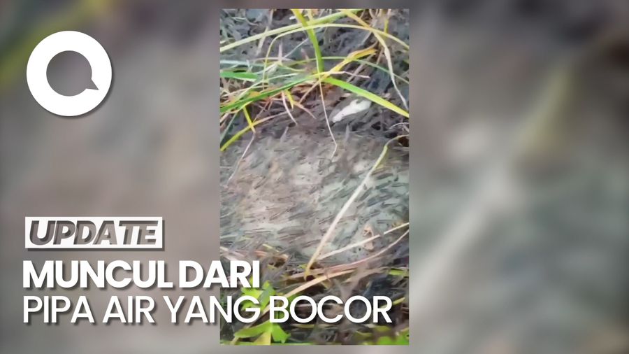 Viral Video Gerombolan Udang Serbu Permukiman Warga Gorontalo
