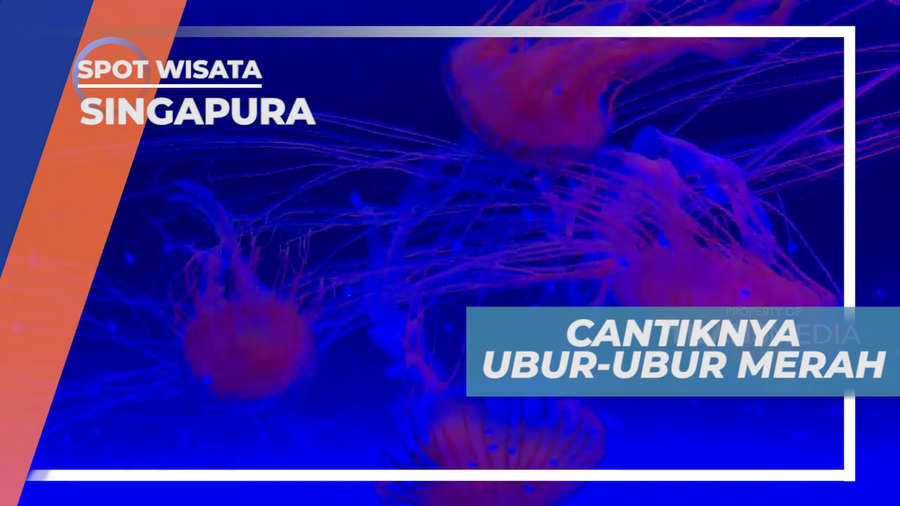 Melihat Beragam Warna-warni Cantik Ubur-ubur di Aquarium Terbesar, Singapura