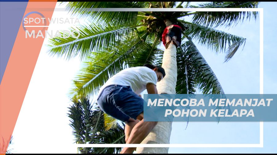 Seru-seruan Mencoba Memetik Buah Kelapa Langsung Dari Pohonnya, Mandao