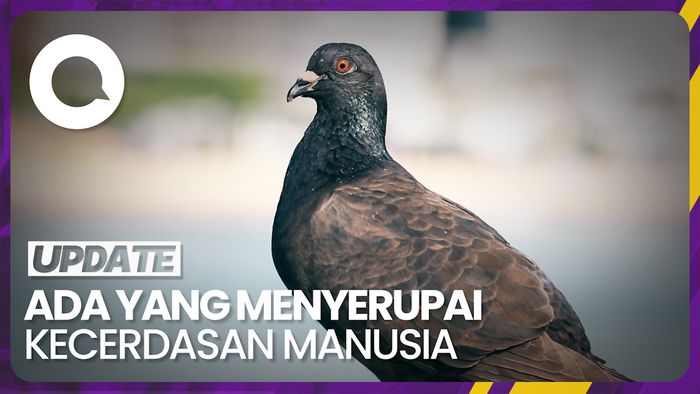 5 Hewan yang Memiliki Kecerdasan Tinggi
