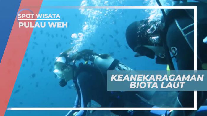 Melihat Dari Dekat Keindahan Aneka Biota Laut Pulau Weh