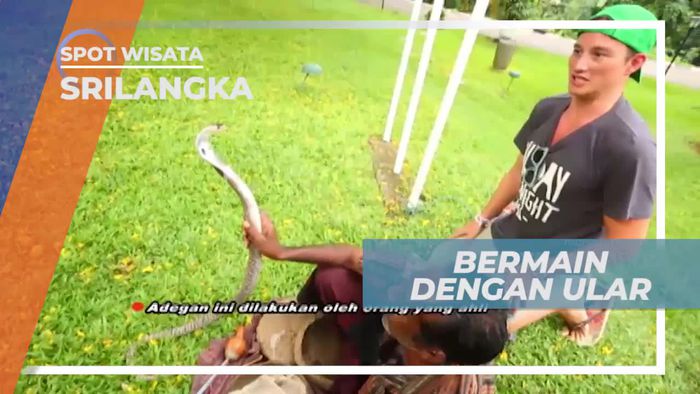 Tantangan Menyentuh Ular Cobra di Srilanka