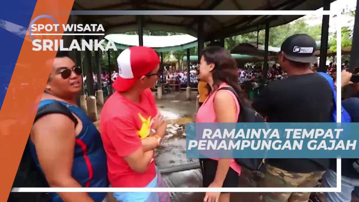 Melihat Tingkah Laku Unik Gajah-gajah Lucu di Srilanka