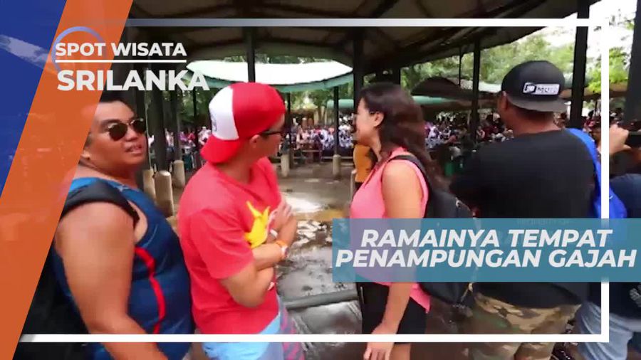 Melihat Tingkah Laku Unik Gajah-gajah Lucu di Srilanka