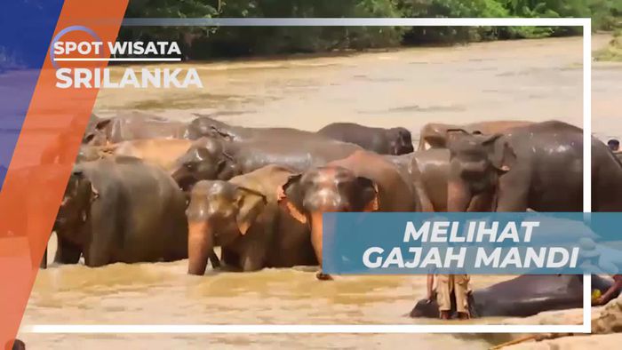 Melihat Dari Dekat Gajah Mandi di Penangkaran Srilanka