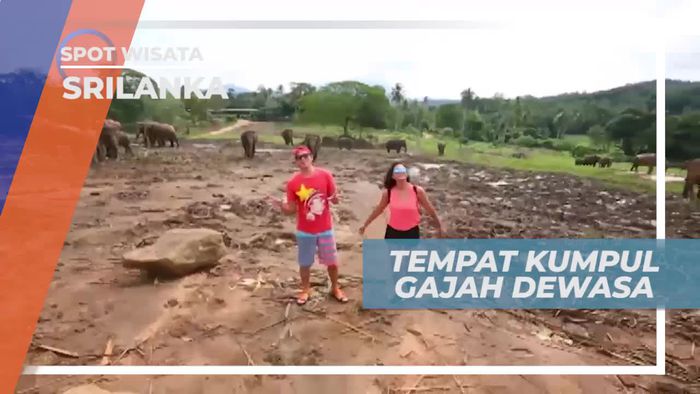 Berkunjung ke Tempat Gajah Dewasa di Penangkaran Srilanka