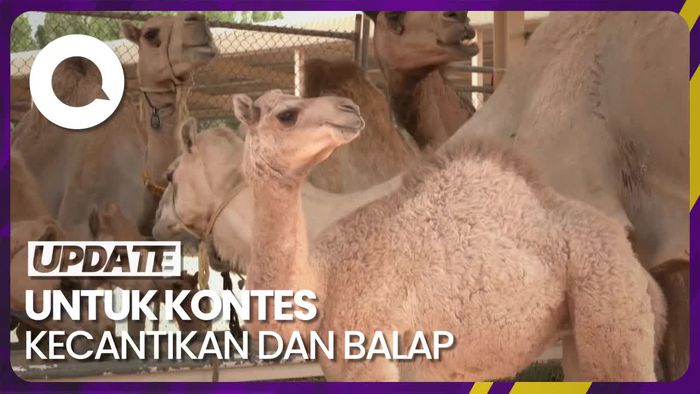 Mendulang Cuan dari Kloning Unta di Dubai