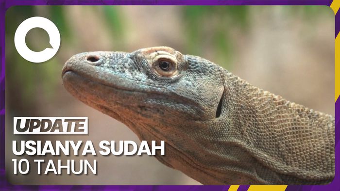 Kenalan dengan Khaleesi, Komodo Pendatang Baru di Kebun Binatang London