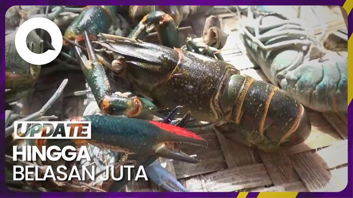 Cerita Warga Lumajang Raup Cuan dari Budidaya Lobster Air Tawar