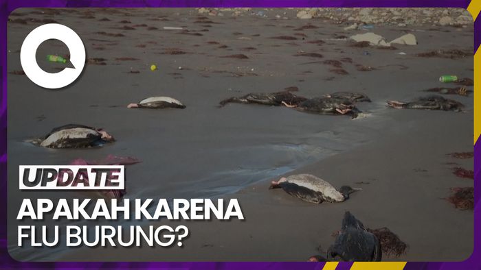 Ratusan Burung Mati Misterius di Pantai Chili Picu Masalah Lingkungan