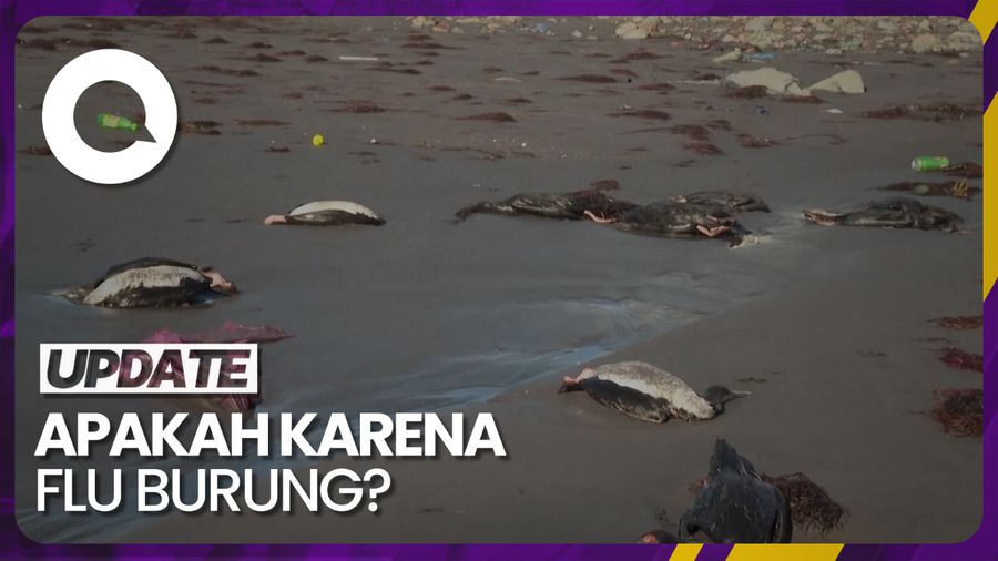 Ratusan Burung Mati Misterius di Pantai Chili Picu Masalah Lingkungan