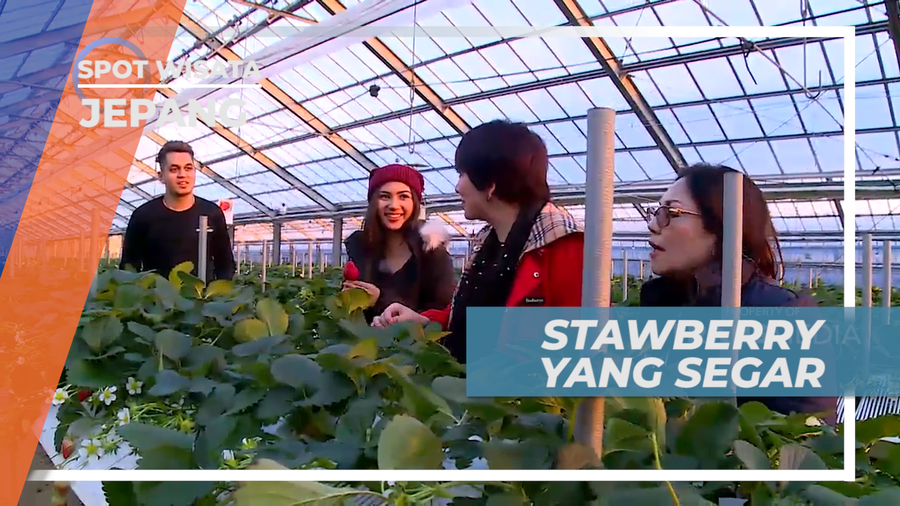 Senangnya Menikmati Buah Strawberry Langsung Dari Kebunnya, Jepang