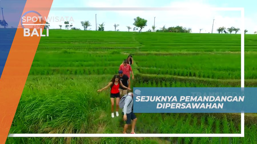 Menikmati Suasana Hijau Persawahan yang Sejuk di Pulau Dewata, Bali