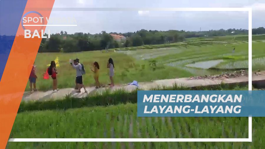 Seru-seruan Bermain Layang-layang di Tengah Hamparan Sawah, Bali