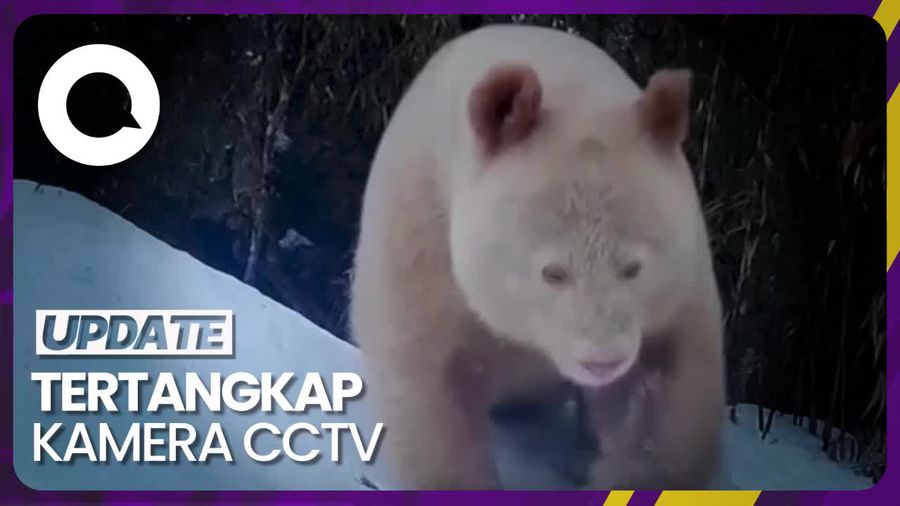 Penampakan Panda Albino Langka di Sichuan China