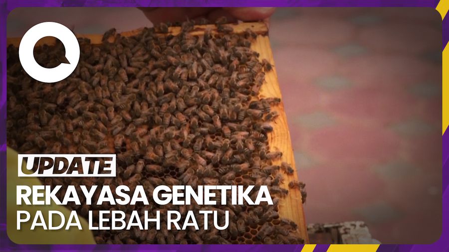 Mempertahankan Hidup Lebah Ratu di Suhu Panas dengan Rekayasa Genetik
